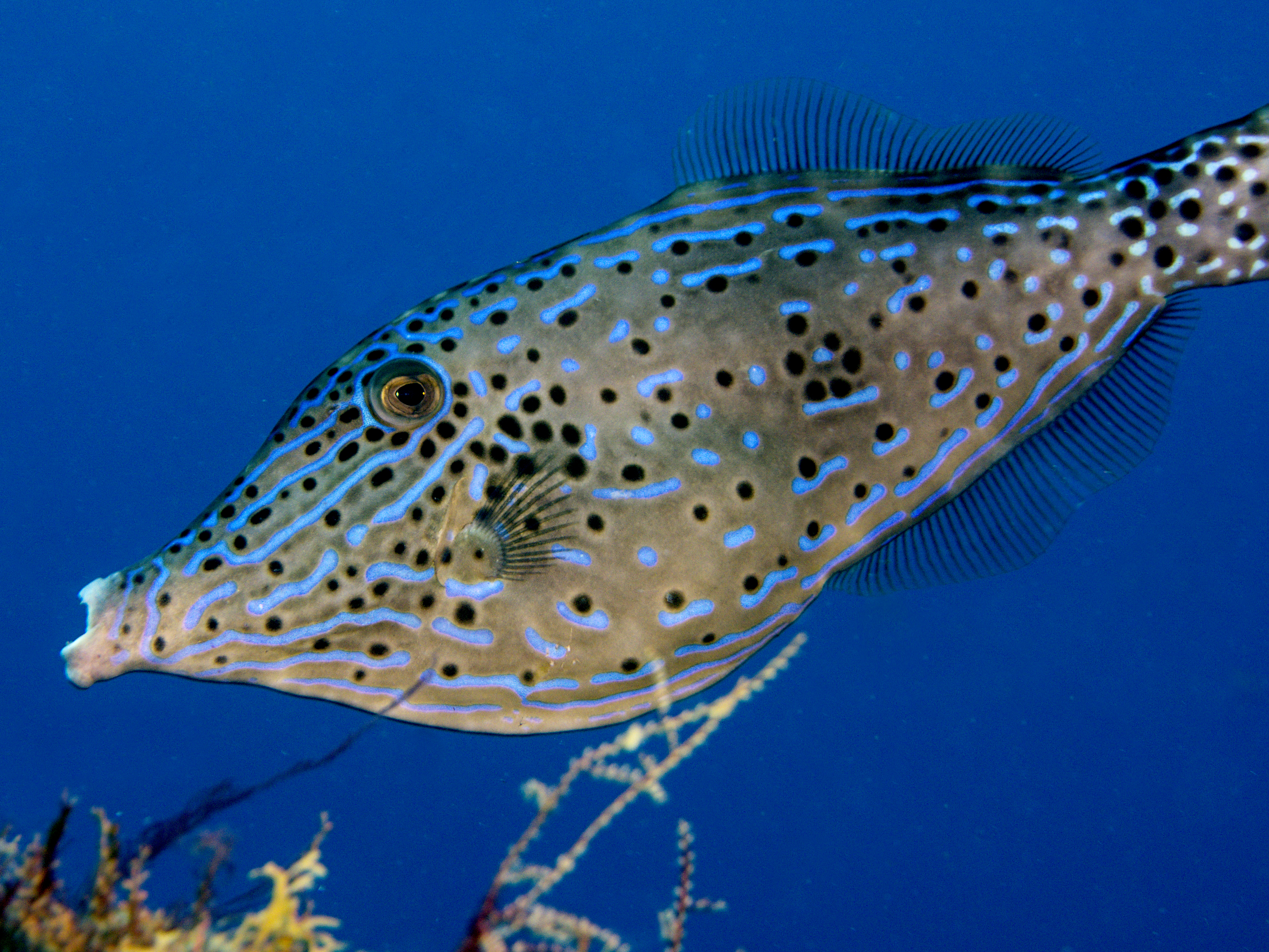 Scrawled Filefish